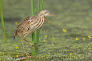Yellow Bittern-251226-146FRYAP-FYA04051-W.jpg