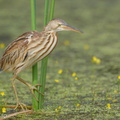Yellow Bittern-251226-146FRYAP-FYA04051-W.jpg