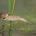 Yellow Bittern-251230-147FRYAP-FYA02910-W.jpg
