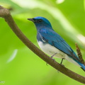 Zappeys_Flycatcher-191110-103MSDCF-FYP04821-W.jpg