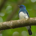 Zappeys_Flycatcher-221127-159MSDCF-FYP07904-W.jpg