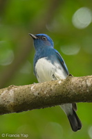 Zappey's Flycatcher-221127-159MSDCF-FYP08036-W.jpg