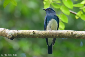 Zappey's Flycatcher-251117-133FRYAP-FYA04427-W.jpg
