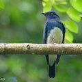 Zappey's Flycatcher-251117-133FRYAP-FYA04427-W.jpg