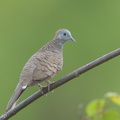 Zebra_Dove-170615-111EOS1D-F1X28048-W.jpg
