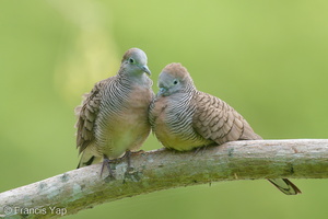 Zebra Dove-200127-111MSDCF-FYP04098-W.jpg