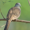 Zebra_Dove-210306-103MSDCF-FRY01969-W.jpg