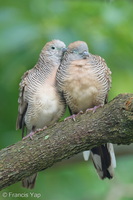 Zebra Dove-260602-196FRYAP-FYA02581-W.jpg