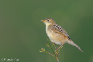 Zitting Cisticola-131009-110EOS1D-FY1X5210-W.jpg (3552 visits) Zitting Cisticola at Punggol Barat Zitting Cisticola-131009-110EOS1D-FY1X5210-W.jpg