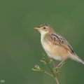 Zitting_Cisticola-131009-110EOS1D-FY1X5210-W.jpg