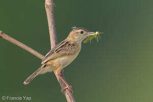 Zitting Cisticola-190818-119ND500-FYP_6834-W.jpg (1734 visits) Zitting Cisticola at Jurong Lake Gardens Zitting Cisticola-190818-119ND500-FYP_6834-W.jpg