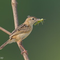 Zitting Cisticola-190818-119ND500-FYP_6834-W.jpg