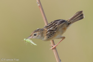 Zitting Cisticola-190818-119ND500-FYP_6893-W.jpg (3741 visits) Zitting Cisticola at Jurong Lake Gardens Zitting Cisticola-190818-119ND500-FYP_6893-W.jpg