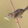 Zitting_Cisticola-190818-119ND500-FYP_6893-W.jpg
