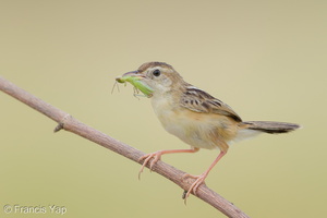 Zitting Cisticola-190819-119EOS1D-F1X20718-W.jpg (3696 visits) Zitting Cisticola at Jurong Lake Gardens Zitting Cisticola-190819-119EOS1D-F1X20718-W.jpg