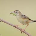 Zitting_Cisticola-190819-119EOS1D-F1X20718-W.jpg