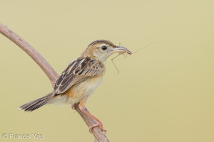 Zitting Cisticola-190819-119EOS1D-F1X20762-W.jpg (3744 visits) Zitting Cisticola at Jurong Lake Gardens Zitting Cisticola-190819-119EOS1D-F1X20762-W.jpg