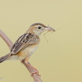 Zitting_Cisticola-190819-119EOS1D-F1X20762-W.jpg