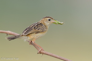 Zitting Cisticola-190819-119EOS1D-F1X20971-W.jpg (3801 visits) Zitting Cisticola at Jurong Lake Gardens Zitting Cisticola-190819-119EOS1D-F1X20971-W.jpg