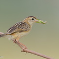 Zitting Cisticola-190819-119EOS1D-F1X20971-W.jpg