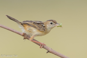 Zitting Cisticola-190819-119EOS1D-F1X21557-W.jpg (3806 visits) Zitting Cisticola at Jurong Lake Gardens Zitting Cisticola-190819-119EOS1D-F1X21557-W.jpg